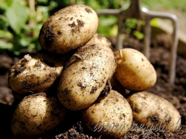 пословицы и поговорки про картошку